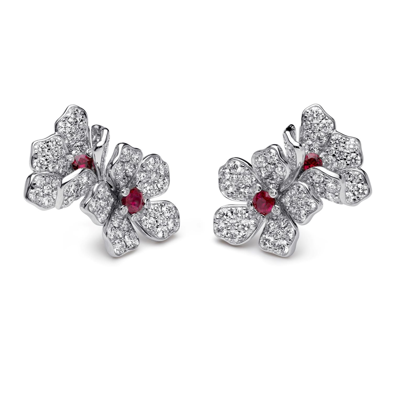 أقراط الزهرة