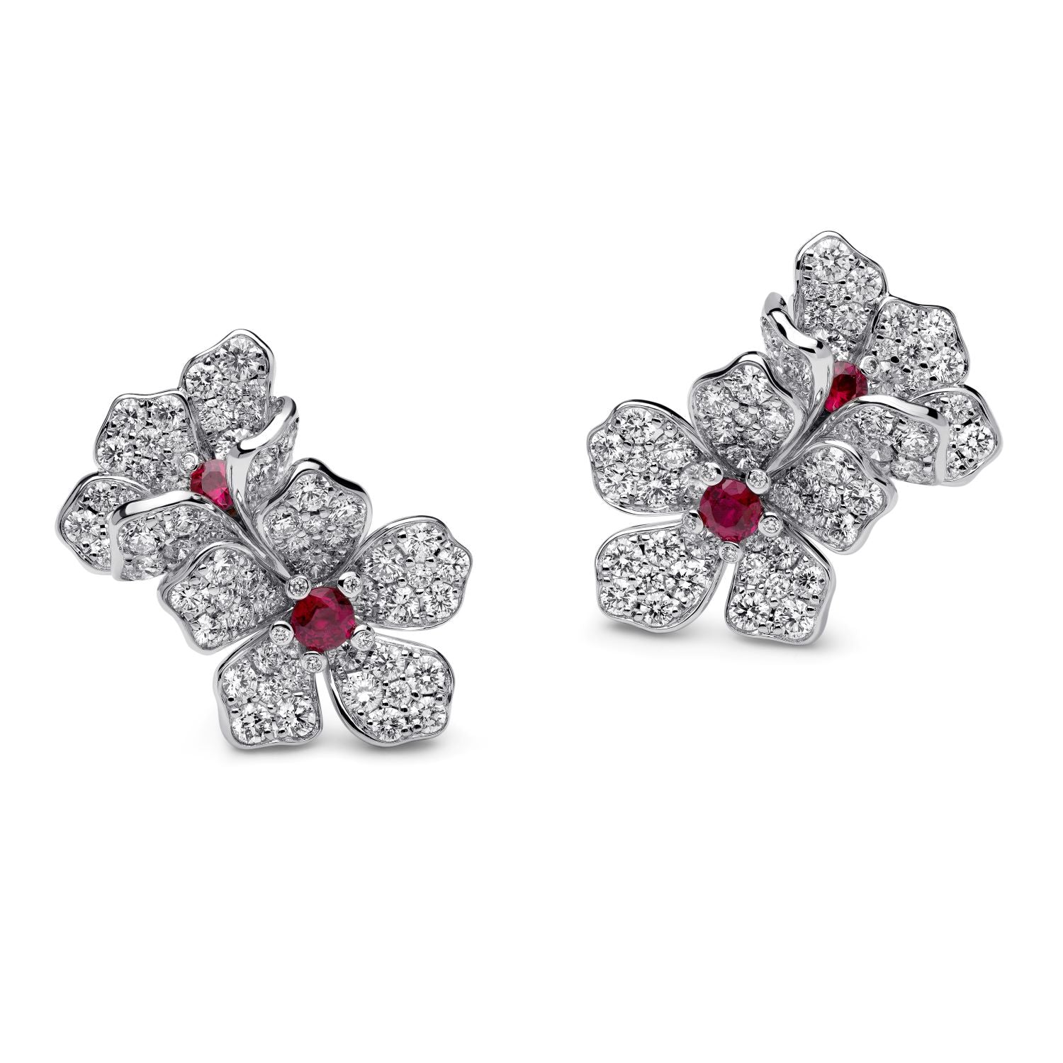 أقراط الزهرة